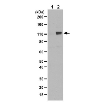 抗磷酸化雄激素受体（Ser81）抗体，200UL，07-1375，Sigma