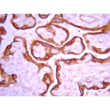 Anti-IGF-IR Antibody, β-subunit, clone 1-2，100UG，05-1106，Sigma