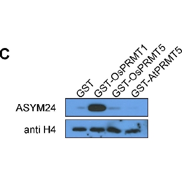 抗-二甲基精氨酸抗体，非对称性（ASYM24），200UL，07-414，Sigma
