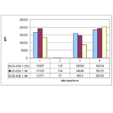 抗蛋白H4抗体，pan，克隆62-141-13，兔单克隆，100UL，05-858，Sigma