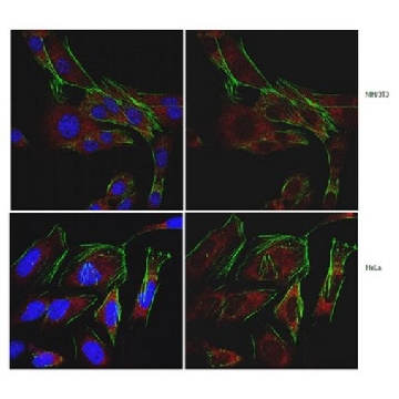 Anti-SDHD (CybS) Antibody，100UG，ABT110，Sigma