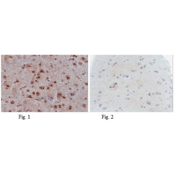 抗-p53（野生型）抗体，克隆PAb1620，100UG，MABE339，Sigma