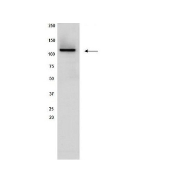 Anti-Sirt1 Antibody, clone 3H10.2，100UG，05-1243，Sigma