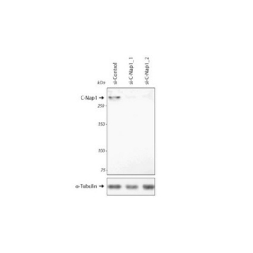 Anti-C-Nap1 (Cep250) Antibody, clone 150-230-1，25UG，MABT1353-25UG，Sigma