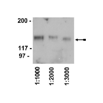 Rabbit Anti-Chicken IgY Antibody, HRP conjugate，500UG，12-341，Sigma