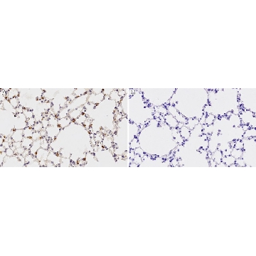 抗-Prosurfactant蛋白C（proSP-C）抗体，100UL，AB3786，Sigma