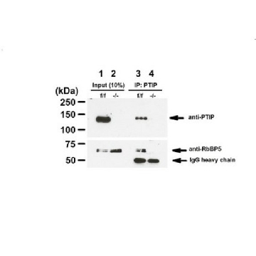 Anti-PAXIP1，100UL，ABE1877，Sigma