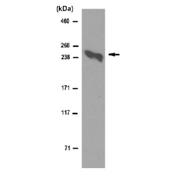 Anti-Laminin alpha5 Antibody, clone 4C7 (Ascites Free)，25UG，MAB1924-C-25UG，Sigma