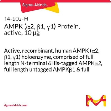 AMPK (α2, β1, γ1) Protein, active, 10 µg，10UG，14-902，Sigma