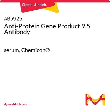 Anti-Protein Gene Product 9.5 Antibody，50UL，AB5925，Sigma