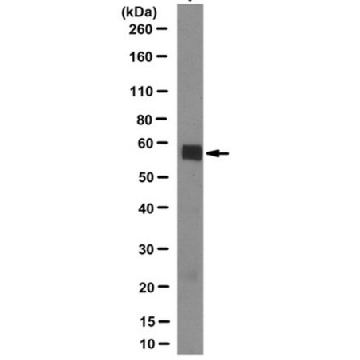 Anti-PXR Antibody, clone 1F10.1，100UG，MABC287，Sigma