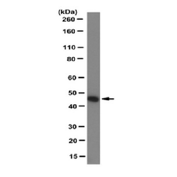 Anti-TRAF1 Antibody, clone 1F3，100UL，MABC260，Sigma