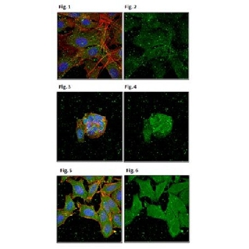 Anti-Tankyrase-1/TNKS Antibody, clone 7D1.2，100UG，MABC286，Sigma