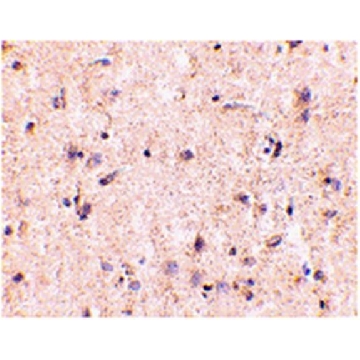 Anti-IRGM Antibody，100UG，ABC338，Sigma