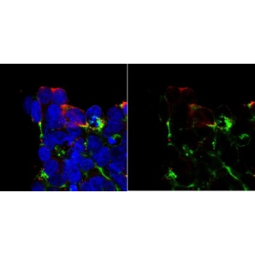 抗-Cas9，25UG，ABS2202-25UG，Sigma