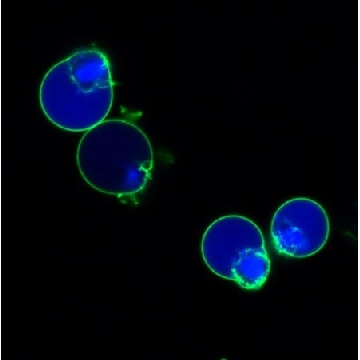 BioTracker NucView® 405 Blue Caspase-3 Dye (PBS)，100UL，SCT104，Sigma