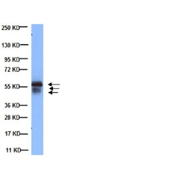 抗细胞角蛋白AE1/AE3抗体，识别酸性&碱性细胞角蛋白（克隆AE1/AE3），500UG，MAB3412，Sigma