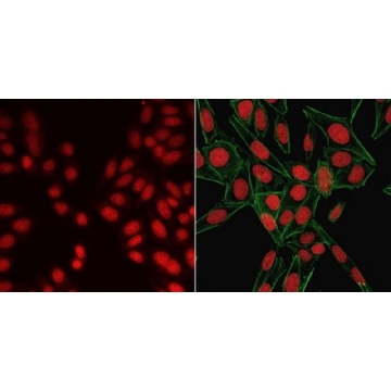 BioTracker NIR694 Nuclear Dye (Water)，250UL，SCT117，Sigma