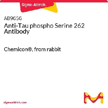 Anti-Tau phospho Serine 262 Antibody，100UL，AB9656，Sigma