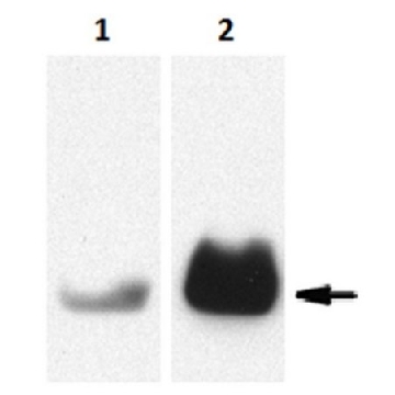 抗-蛋白酶3/PR3抗体，克隆MCPR3-2，100UG，MABT340，Sigma