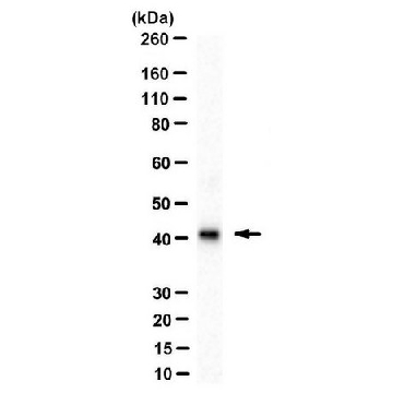 抗-LINE-1 ORF1p抗体，克隆 4H1，100UL，MABC1152，Sigma
