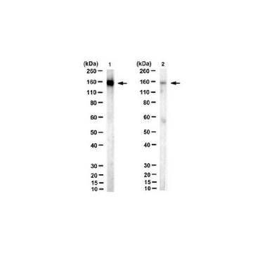 抗-乙酰SMC3抗体（Lys105/106），克隆21A7，100UL，MABE1073，Sigma