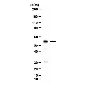 Anti-Beta Lactamase，100UL，AB3738-I，Sigma