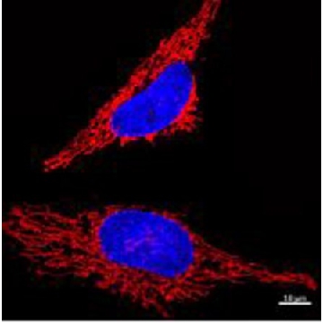 BioTracker™ Red Mitochondria Live Cell Probe 400 μL，400UL，SCT272-400UL，Sigma