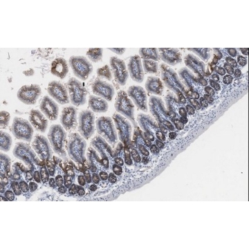 Anti-Tspan-8 Antibody, clone 40/15-1B11-63-76-8，25UG，MABT1332-25UG，Sigma