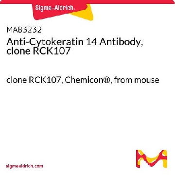 抗细胞角蛋白14抗体，克隆RCK107，100UG，MAB3232，Sigma