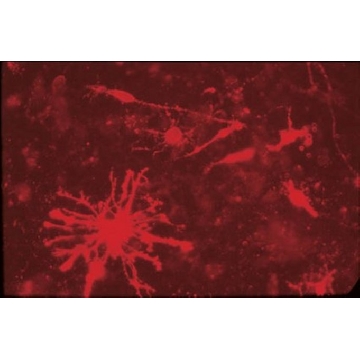Anti-Chondroitin Sulfate Proteoglycan Antibody, Core Protein Epitope, clone Cat-315，100UL，MAB1581，Sigma