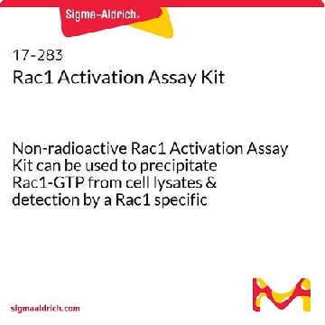 Rac1活化测定试剂盒，1KIT，17-283，Sigma