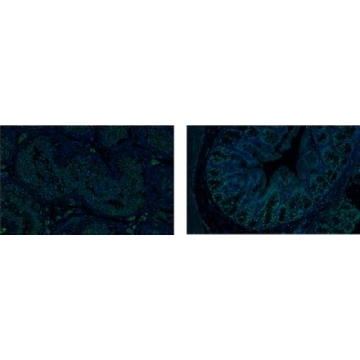 抗-SOX17，100UG，09-038-I，Sigma