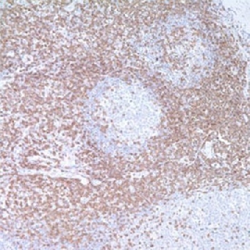 Anti-CD3 Rabbit pAb，100UL，PC630-100ULCN，Sigma