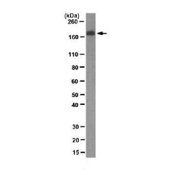 Anti-Laminin α1/β1 Antibody, clone AL-4，100UG，MAB1905-I，Sigma