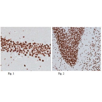 Anti-Sox11 Antibody，100UG，ABN105，Sigma