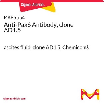 Anti-Pax6 Antibody, clone AD1.5，100UL，MAB5554，Sigma