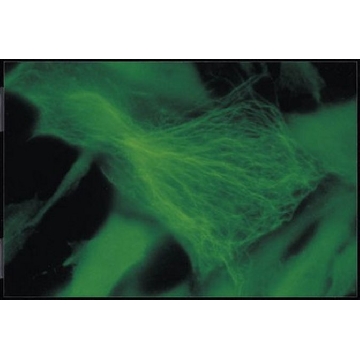 Anti-Ankyrin Antibody, clone Ank016，50UG，MAB1683，Sigma