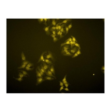 抗TRF1抗体，克隆BED5 57-6，25UG，04-638-25UG，Sigma