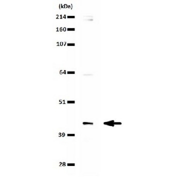 Anti-SETD8 (hPR-SET7) Antibody，100UL，06-1304，Sigma