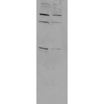 ReBlot Plus试剂盒，1KIT，2500，密理博