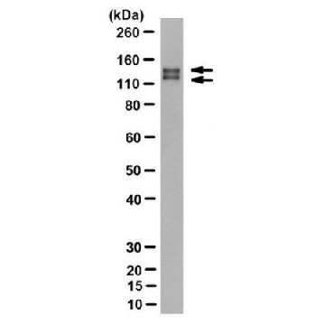 Anti-EGFRvIII Antibody, clone DH8.3，100UG，MABS1915，Sigma