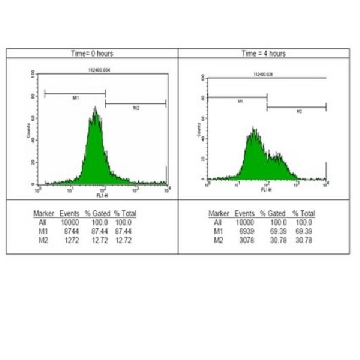 抗磷酸组蛋白H2A.X（Ser139）抗体，克隆JBW301，FITC结合物，100UG，16-202A，Sigma