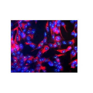 Anti-Fibrillarin Antibody, clone 38F3，100UG，MABE1154，Sigma
