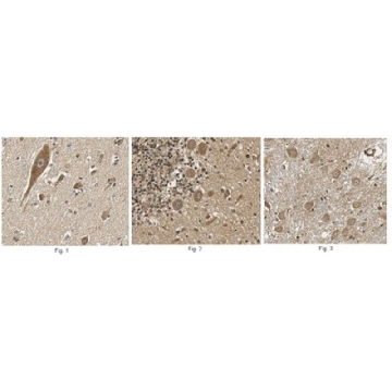 Anti-FGF-20 Antibody，100UG，ABN442，Sigma
