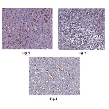 Anti-Ninjurin-1/NINJ1 Antibody, clone 12H6.1，100UG，MABN816，Sigma