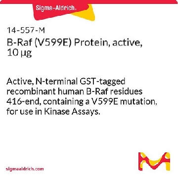 B-Raf (V599E) Protein, active, 10 µg，10UG，14-557，Sigma