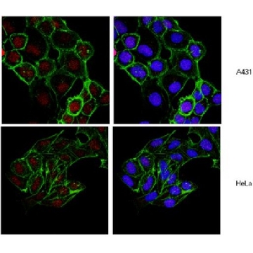 Anti-Histone H2B Antibody, clone 5HH2-2A8，100UL，05-1352，Sigma