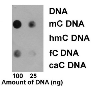 抗-5-甲基胞嘧啶(5mC)抗体,克隆EDL MC-4，100UG，MABE1081，Sigma