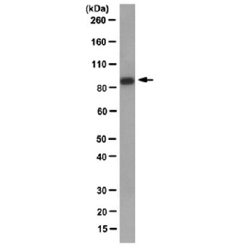 Anti-Mad1 Antibody, clone BB3-8，100UG，MABE867，Sigma